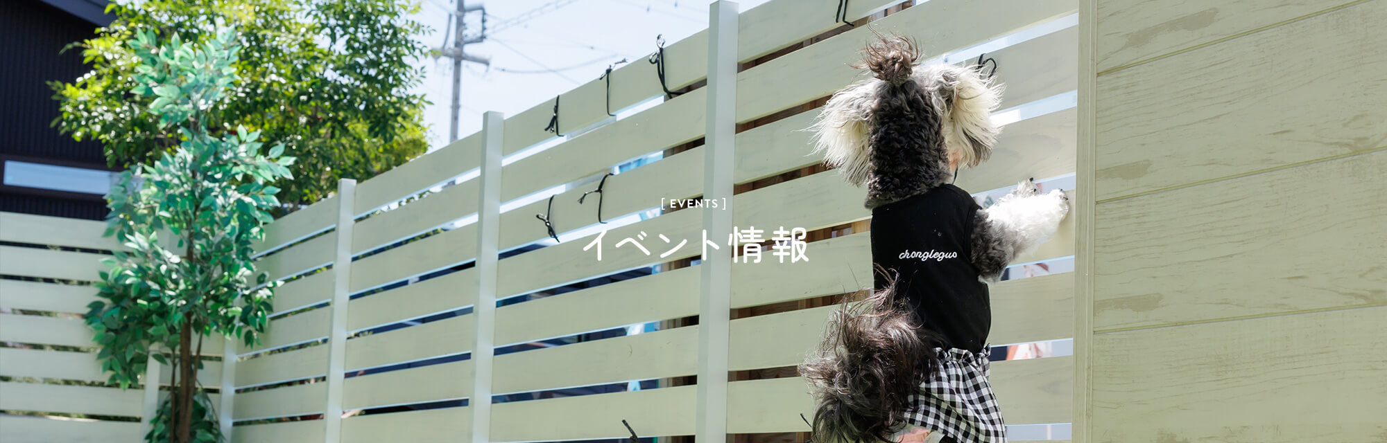 イベント情報